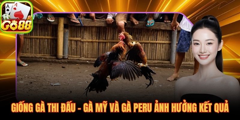 Thể trạng chiến kê trước mỗi kèo cựa dao