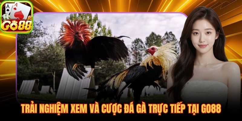 Stream Full HD độ trễ thấp, đặt kèo đúng giây diễn biến thay đổi